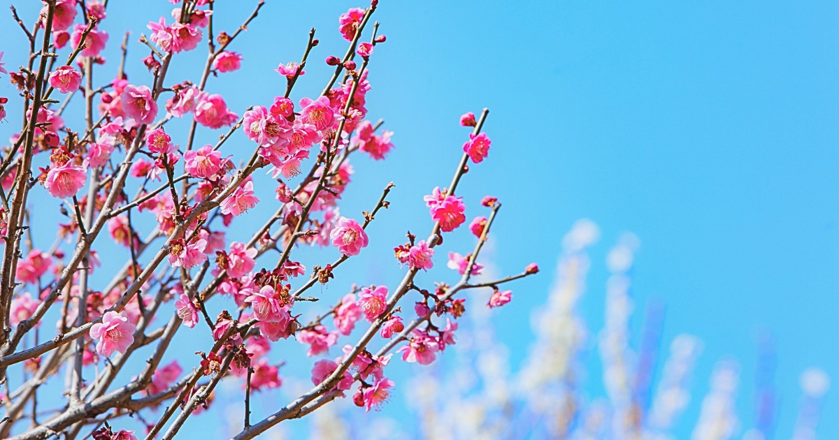 桃の花の意味？春を告げる花と桃の木のスピリチュアルな意味