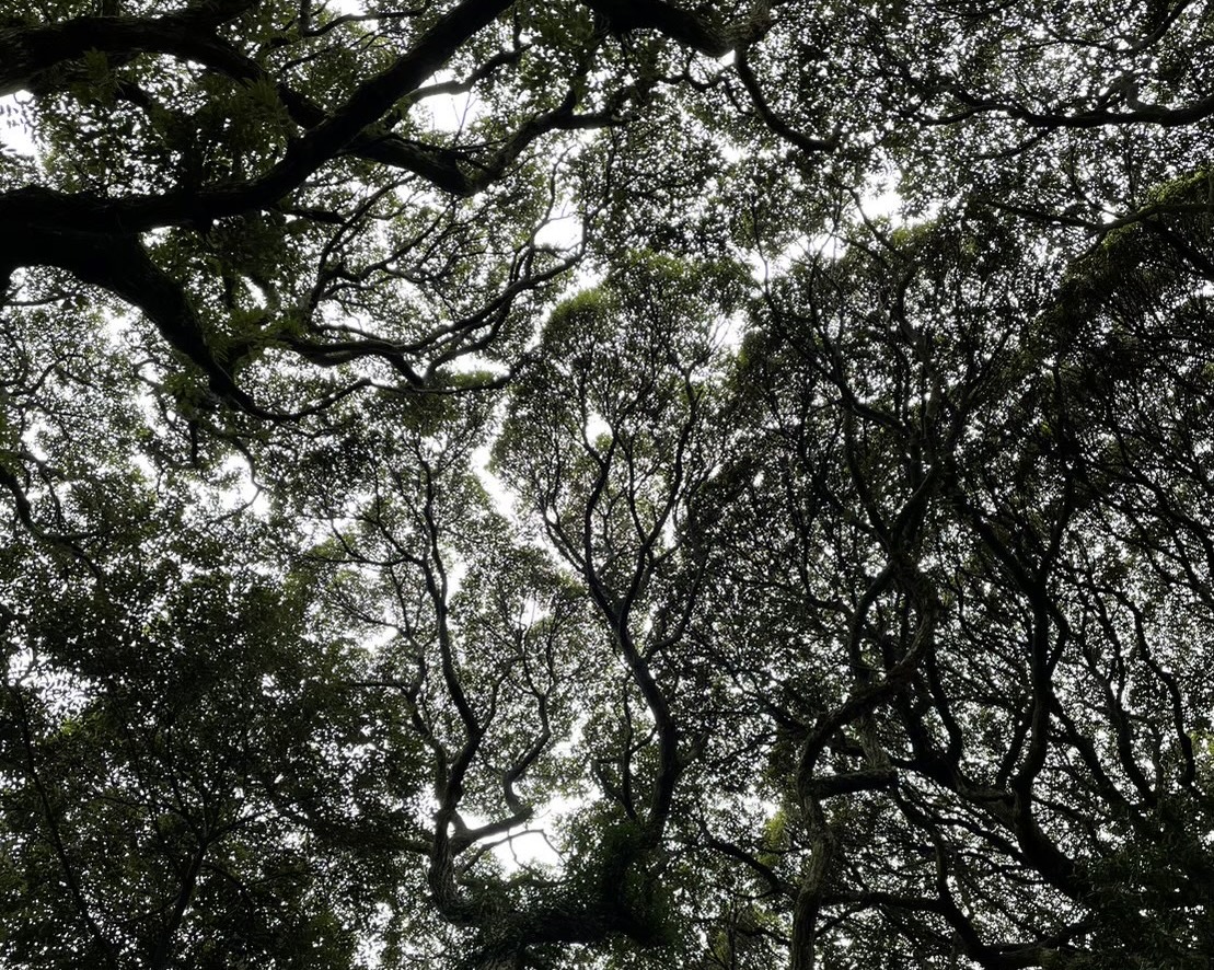 猿田毘古神とは？どんな神様？ご利益とスピリチュアル