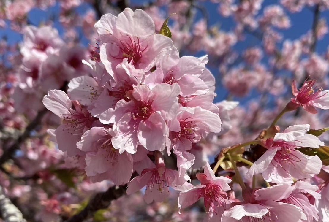 木花之佐久夜毘売とは？どんな神様？ご利益とスピリチュアル