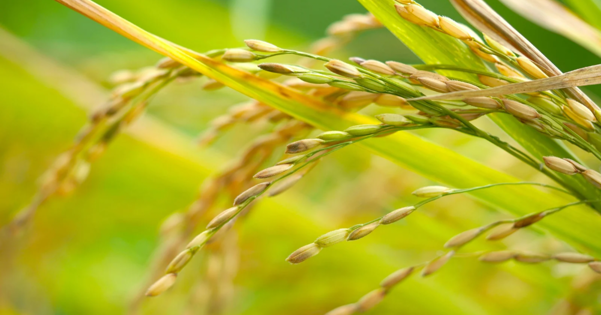 邇邇芸命とは？どんな神様？ご利益とスピリチュアル