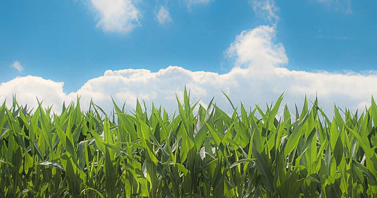 宇摩志阿斯訶備比古遅神とは？どんな神様？ご利益とスピリチュアル