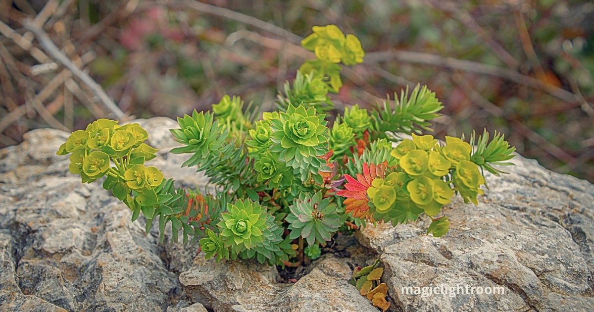 石巣比売神とは？どんな神様？ご利益とスピリチュアルな意味