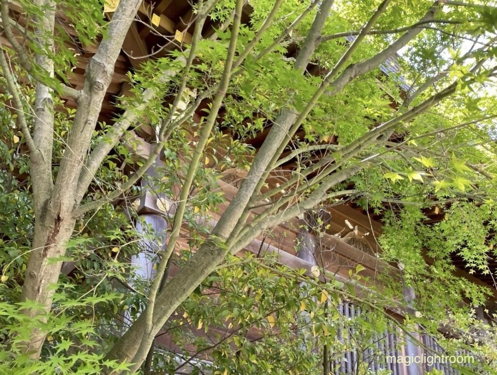 寒川神社 木々に囲まれた本殿