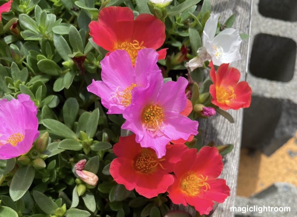 駅前の花壇の花