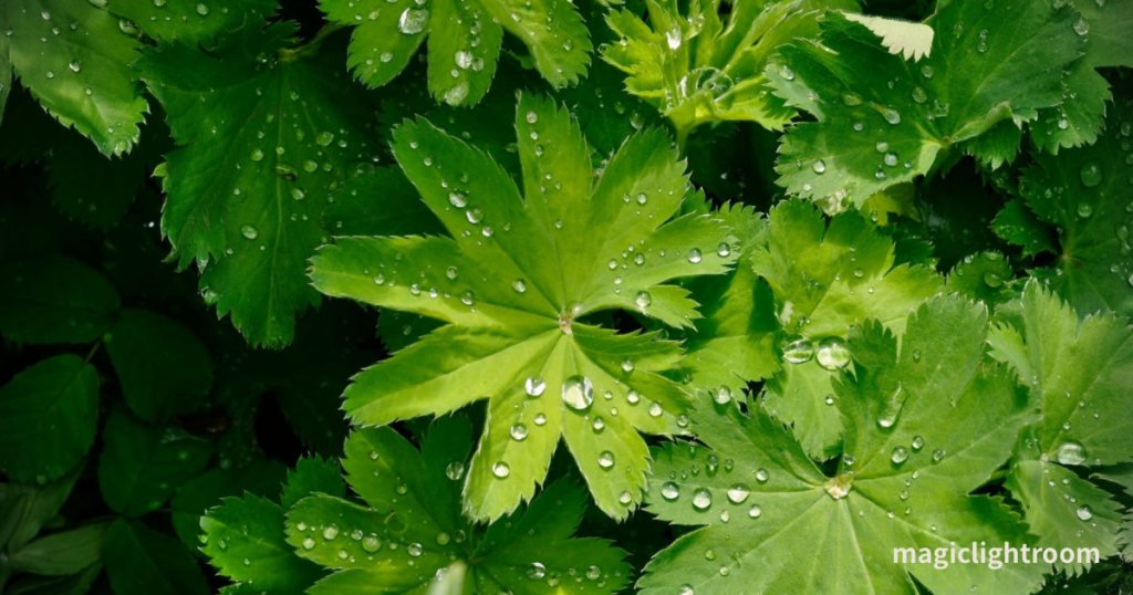 雨粒に濡れる植物