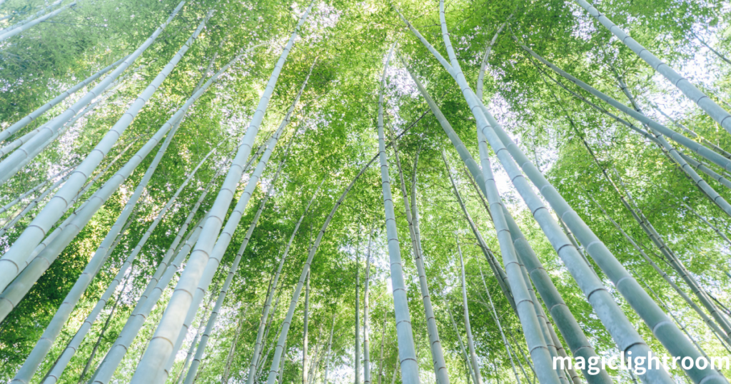 竹