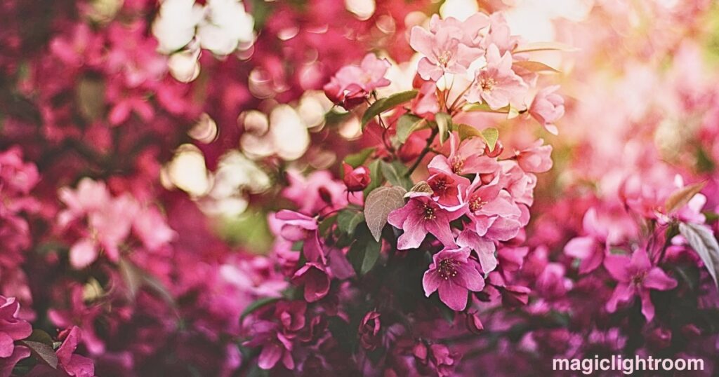 ピンクの沢山の花