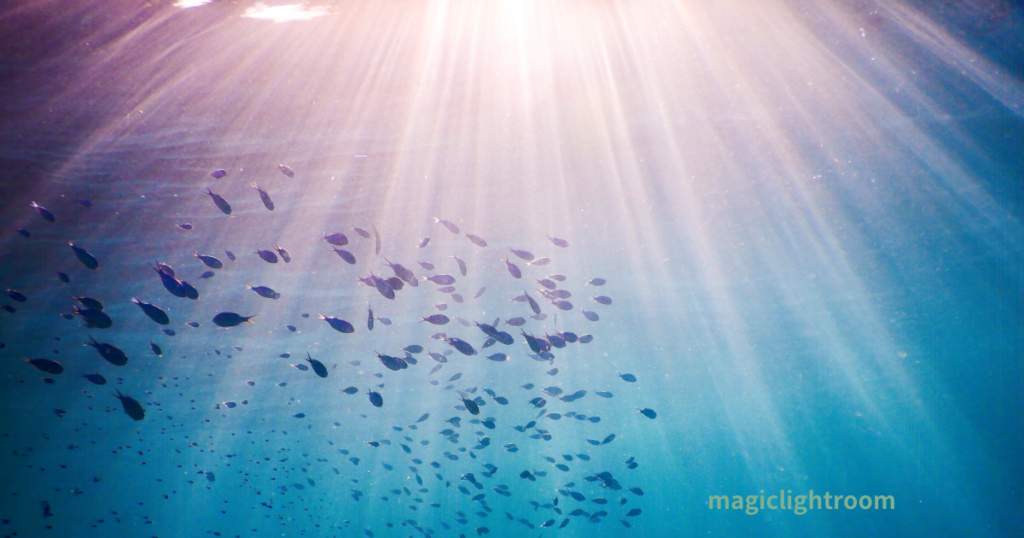 海の中の小魚